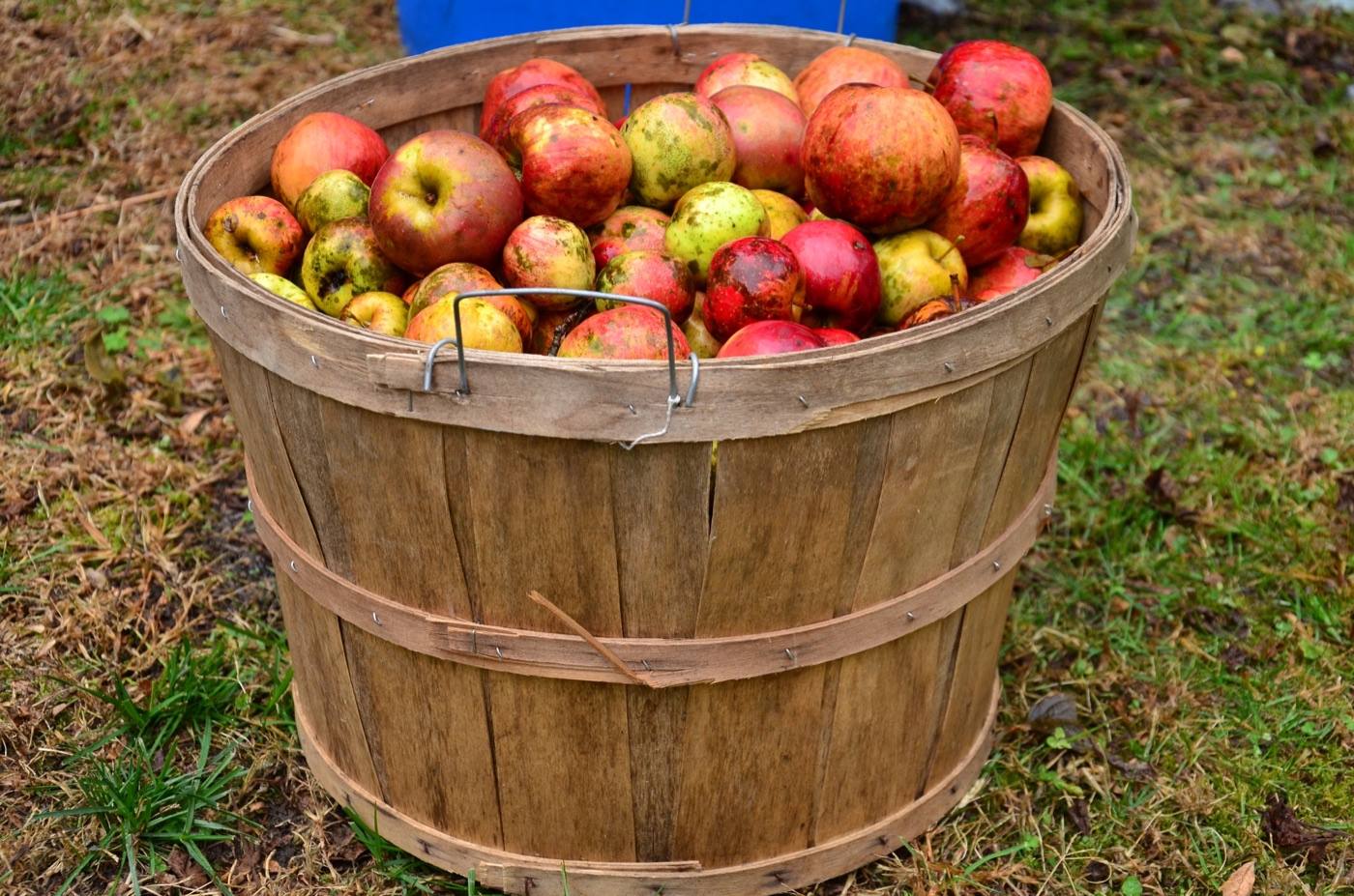 Aomori apples and apple pie