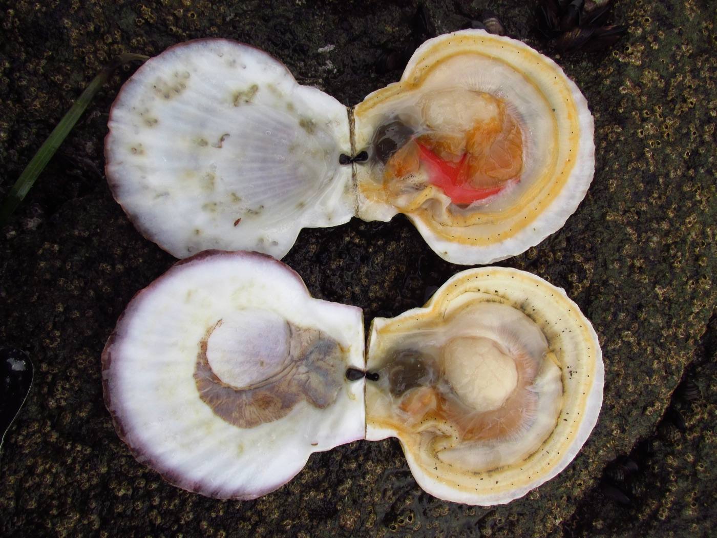 grilled scallops