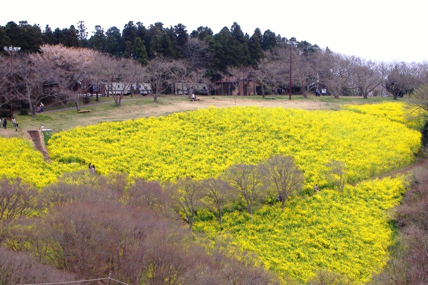 a park of flower fields