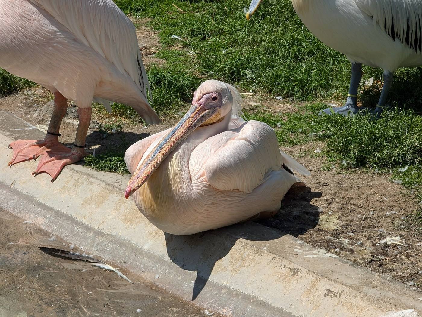 pelicans at Kamogawa Sea World