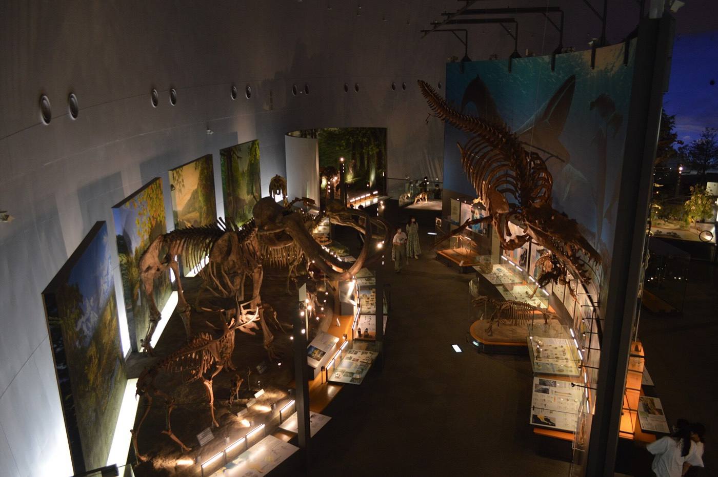 Dinosaur Museum