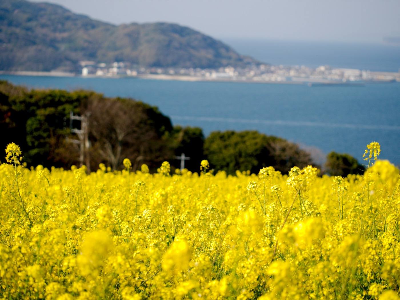flower fields and the sea on Nokonoshima