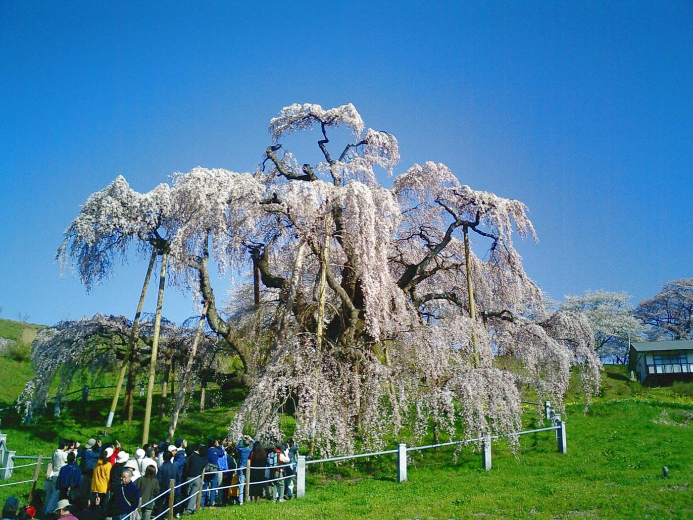 the Miharu Takizakura cherry tree