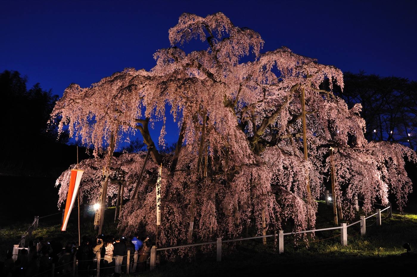 the whole of the Miharu Takizakura cherry tree