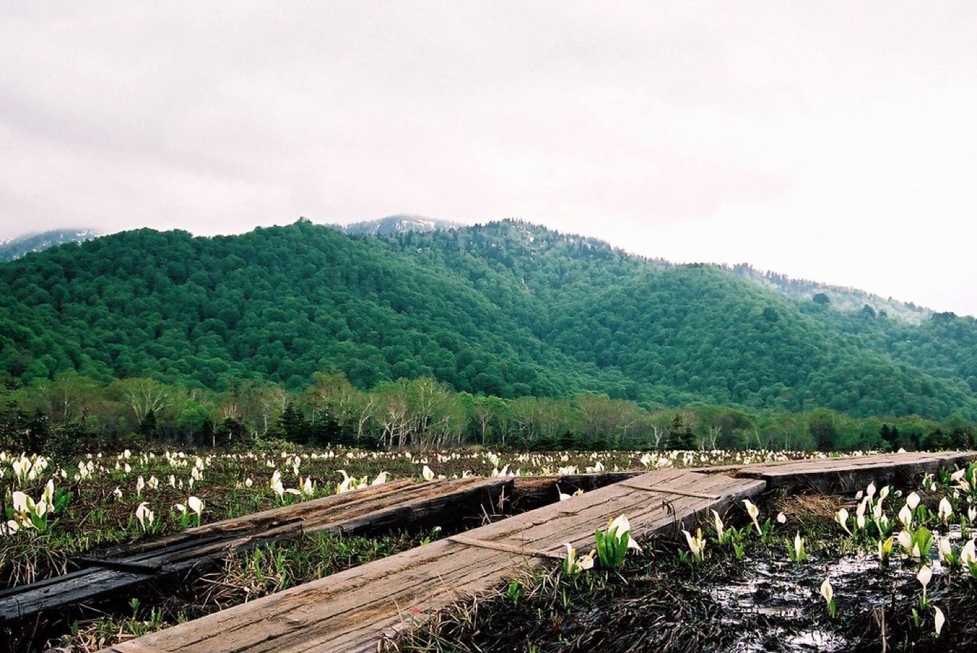 the boardwalk across the Ozegahara marsh
