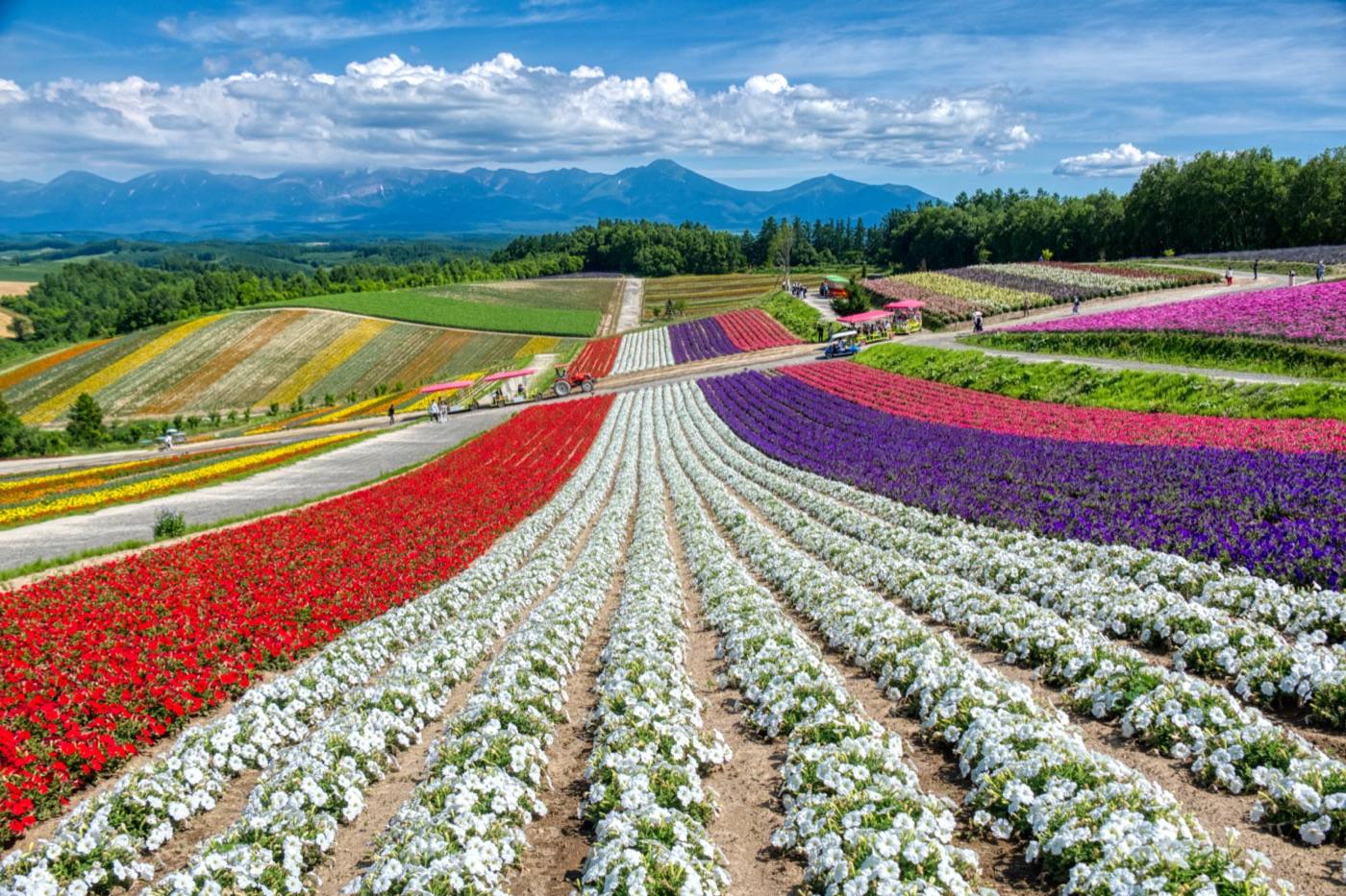 Furano and Biei