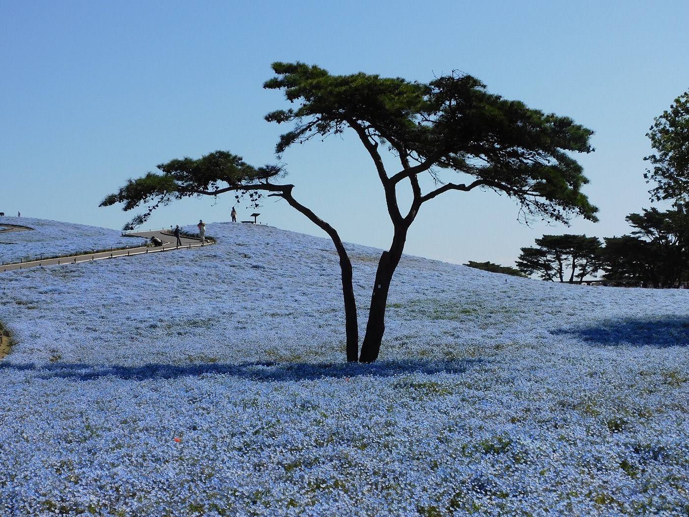 Hitachi Seaside Park