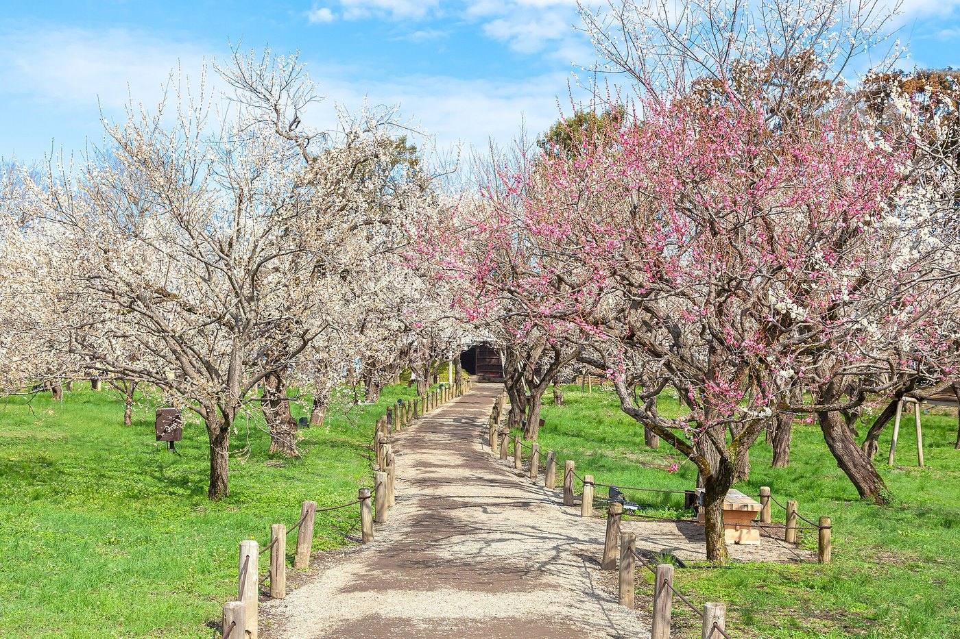 the plum grove at Kairaku-en in blossom