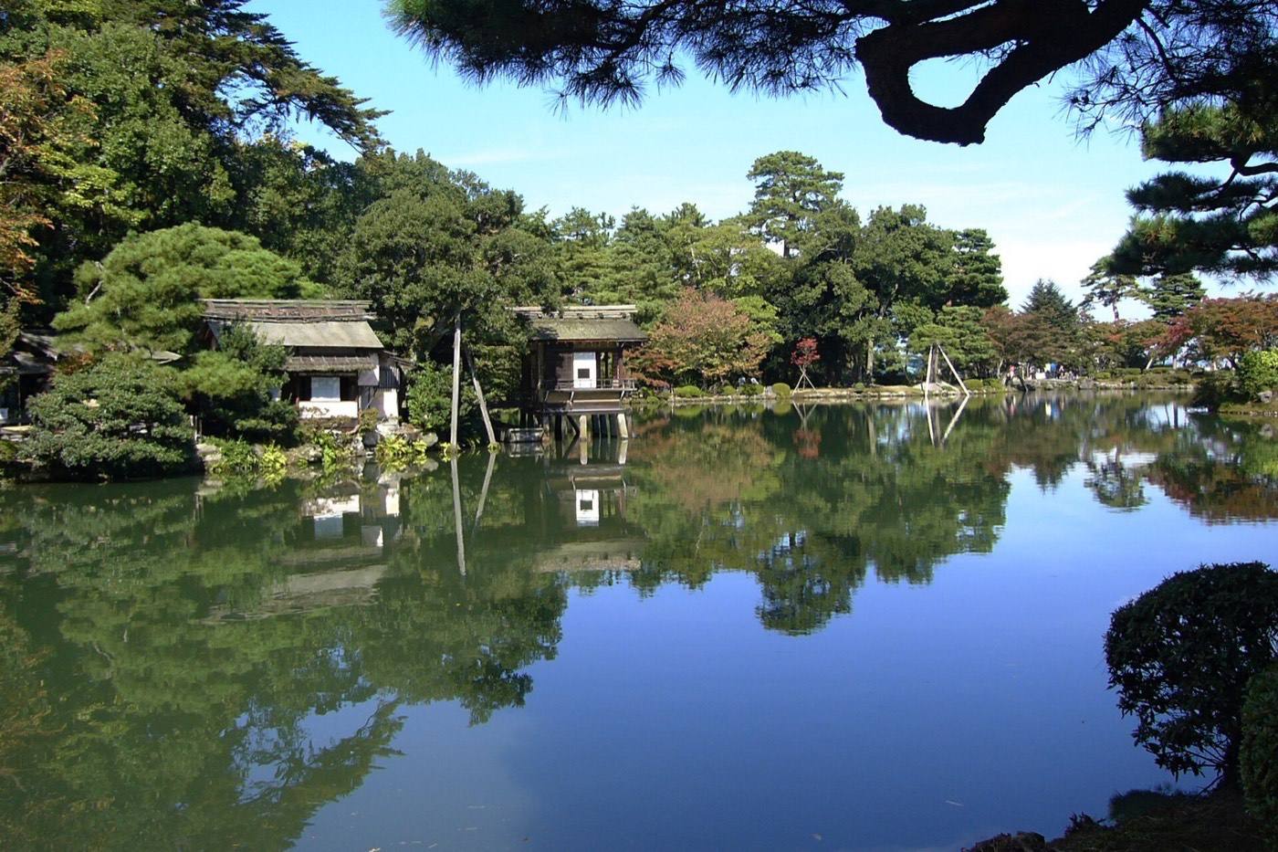 the pond and pines of a Japanese garden