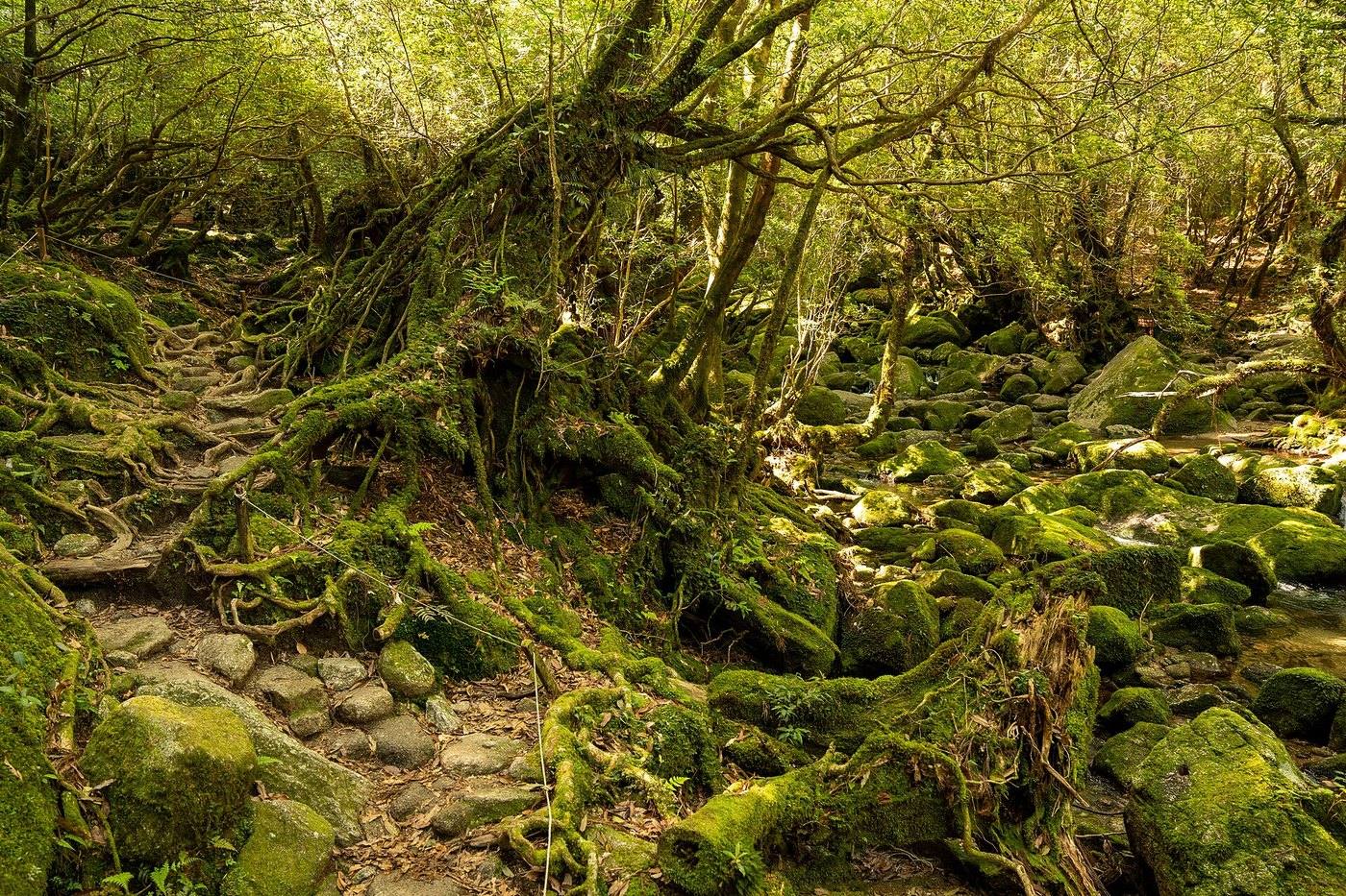 Yakushima