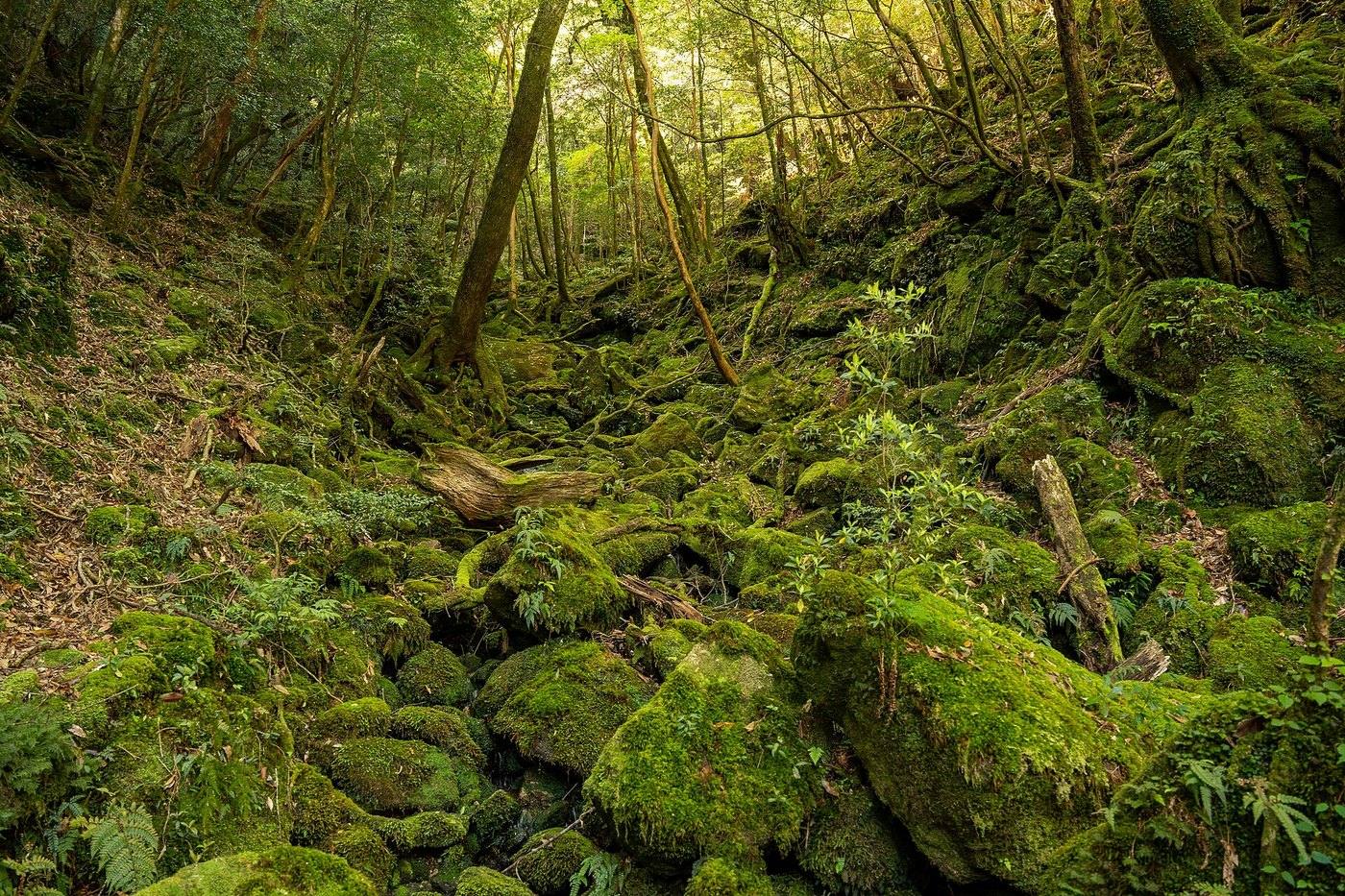 the moss forest of Yakushima