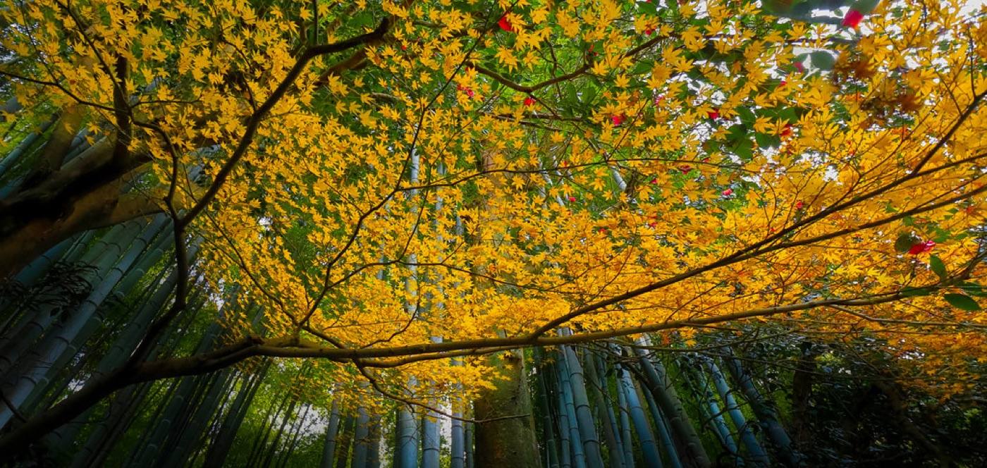 the bamboo grove and tea house at Hokokuji