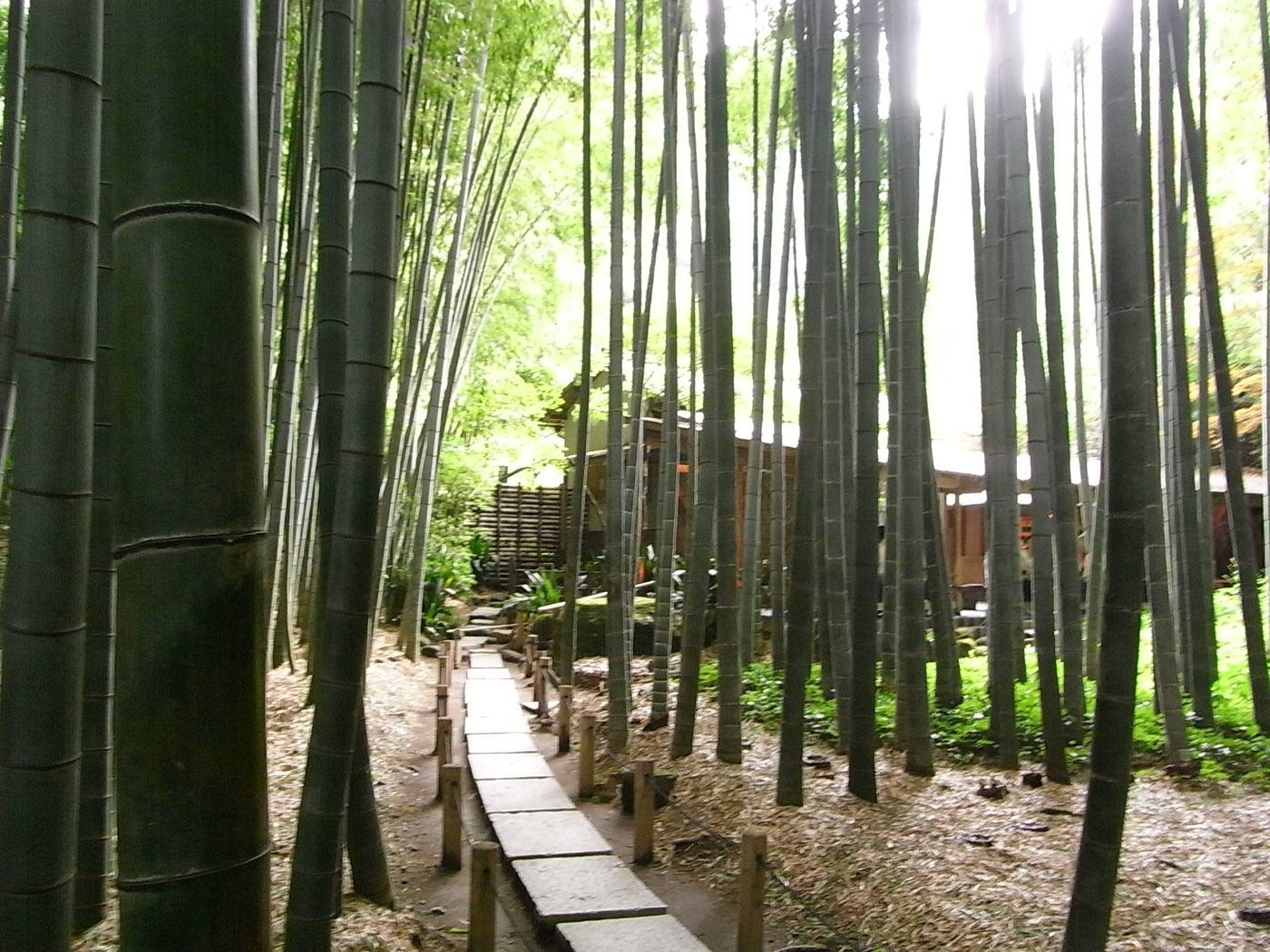 a quiet Japanese garden