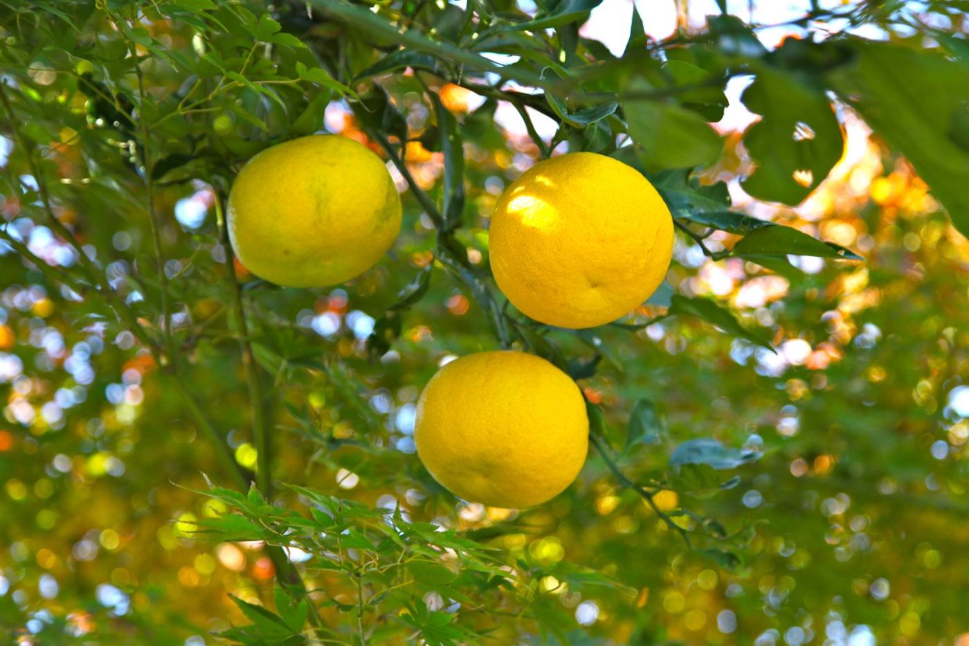 Kochi yuzu citrus