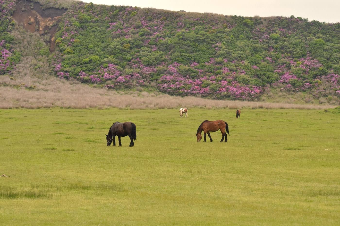 Mount Aso