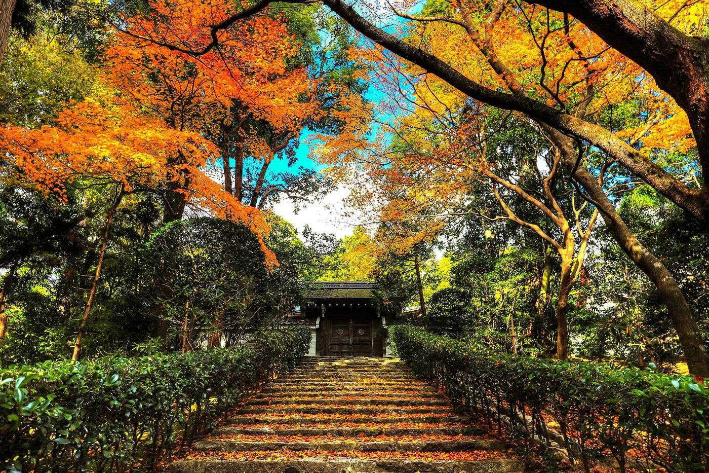 autumn maples in Kyoto
