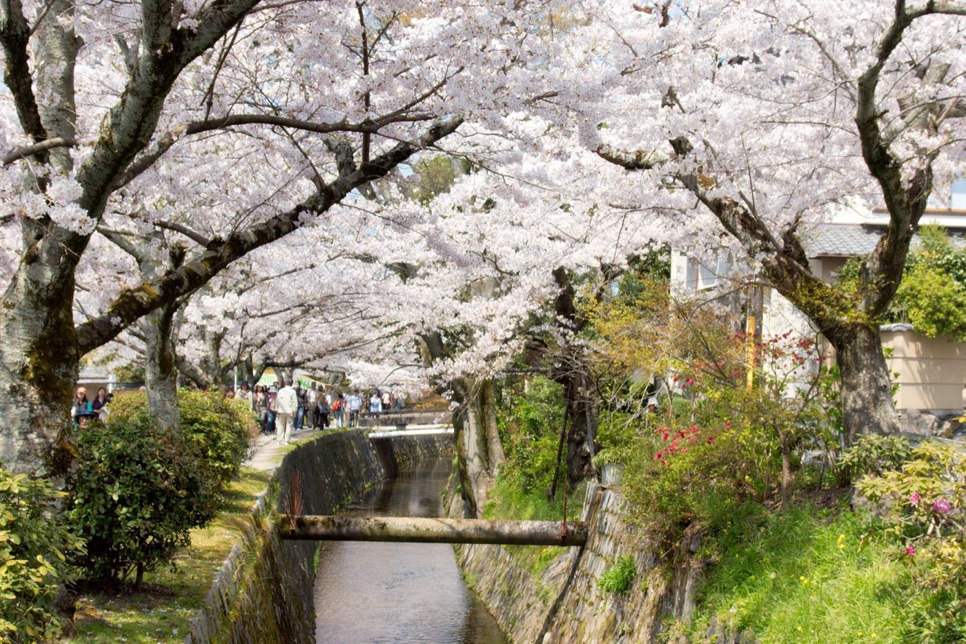 a quiet Japanese garden