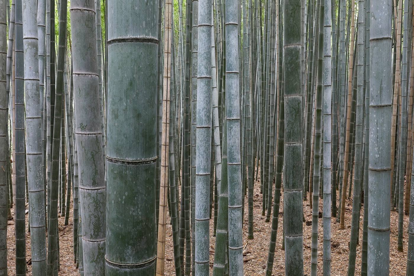 Arashiyama