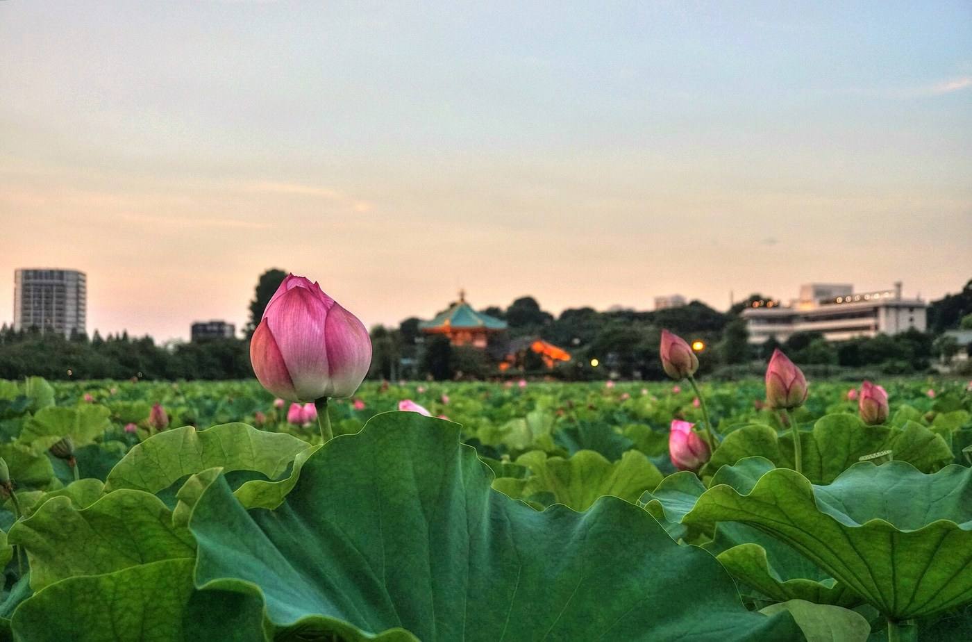 lotus leaves covering Shinobazu Pond