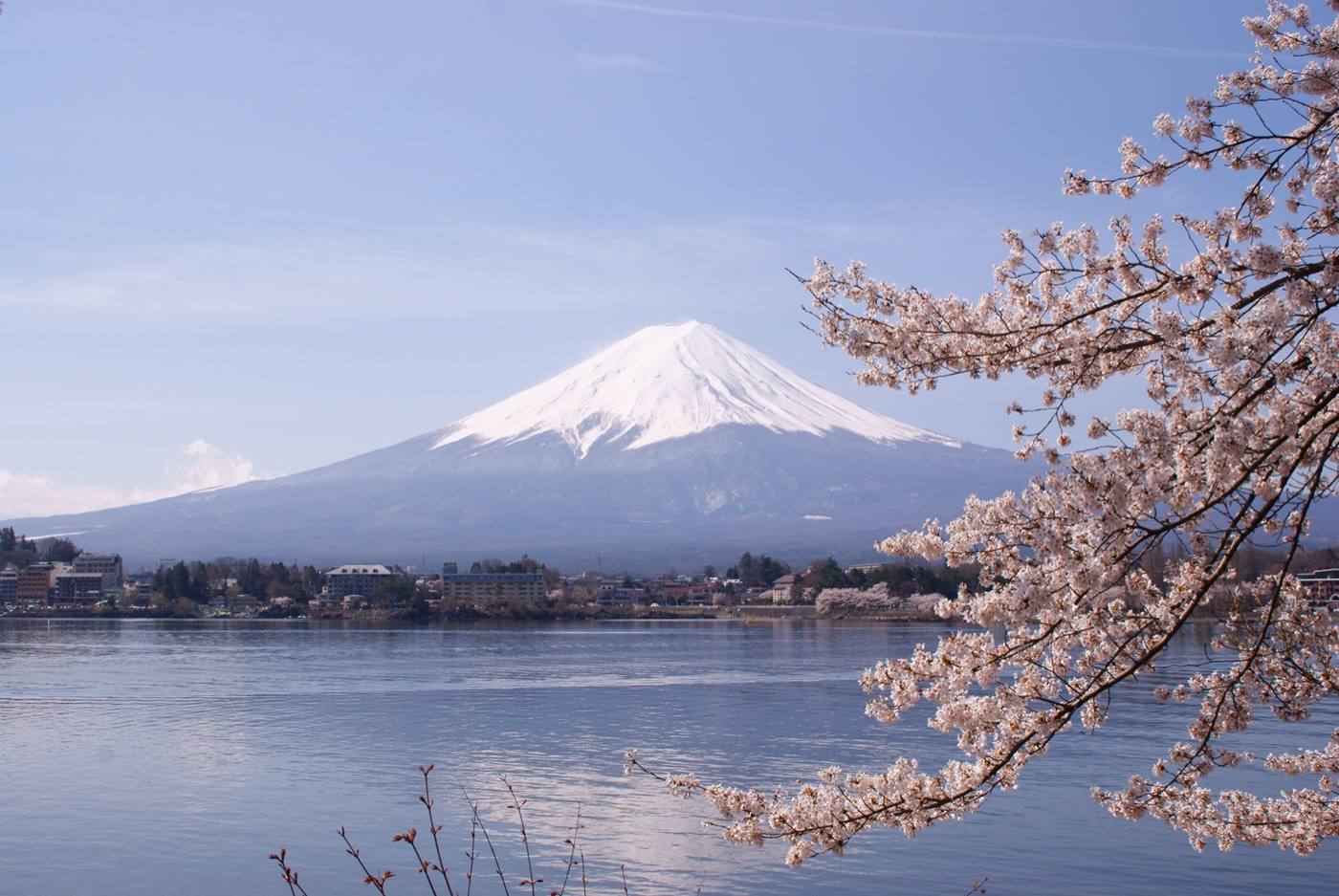 cherry blossom