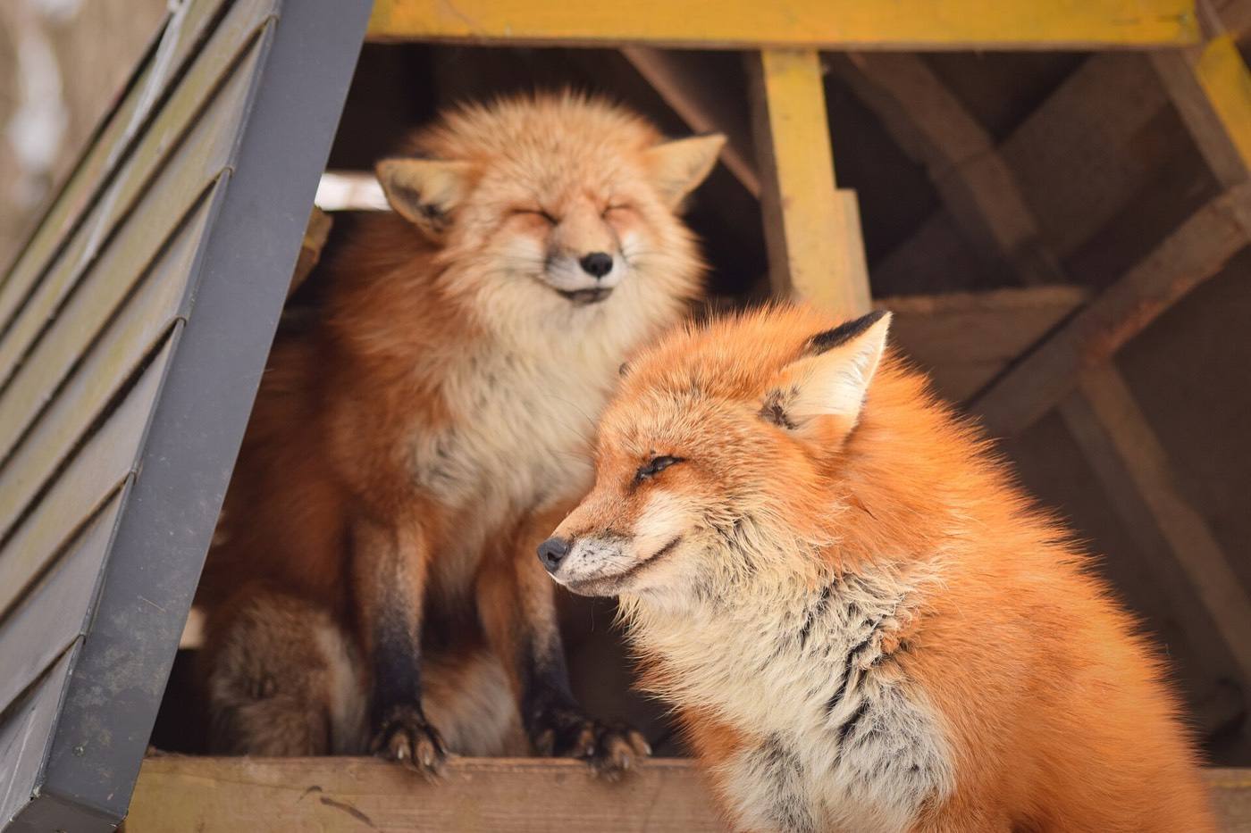 Zao Fox Village