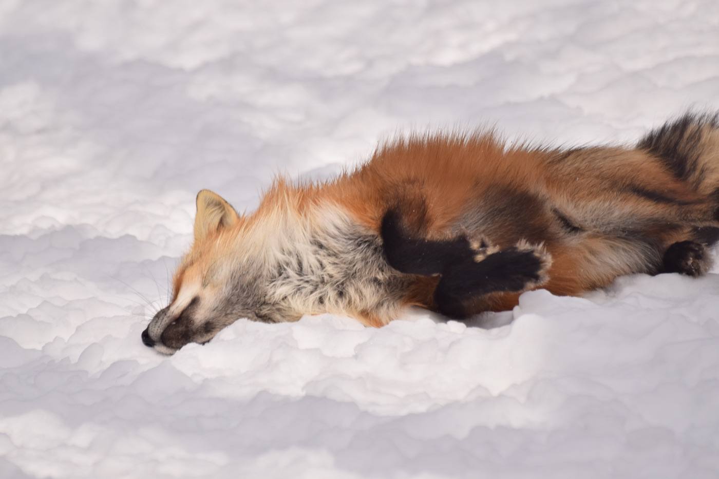 Zao Fox Village