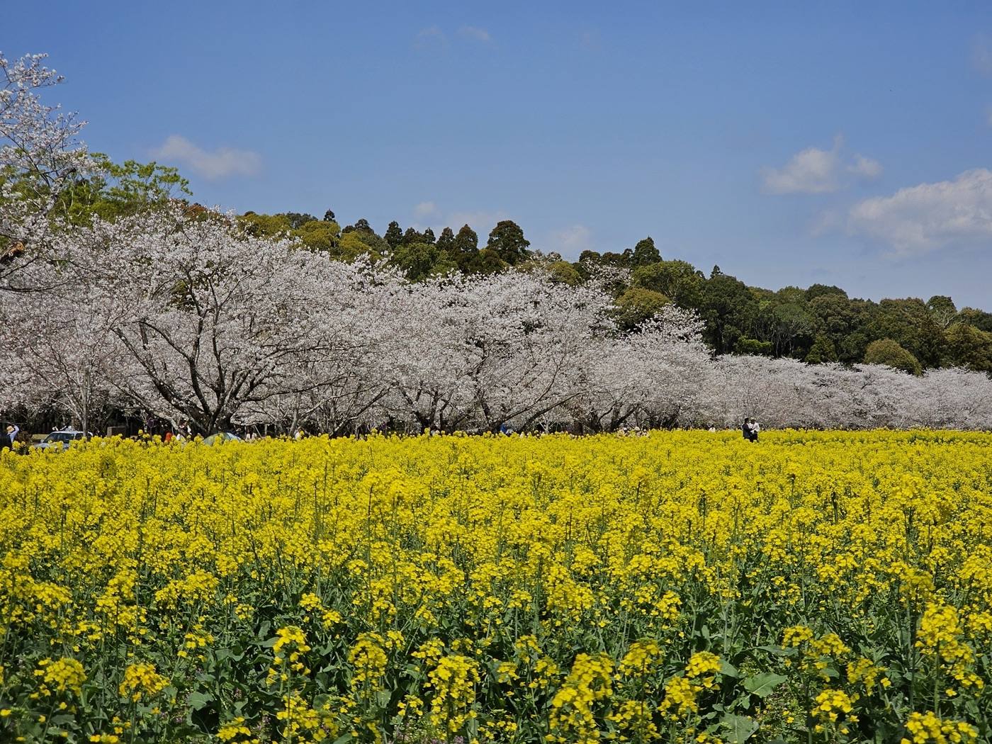 cherry blossom and rape flowers at Saitobaru