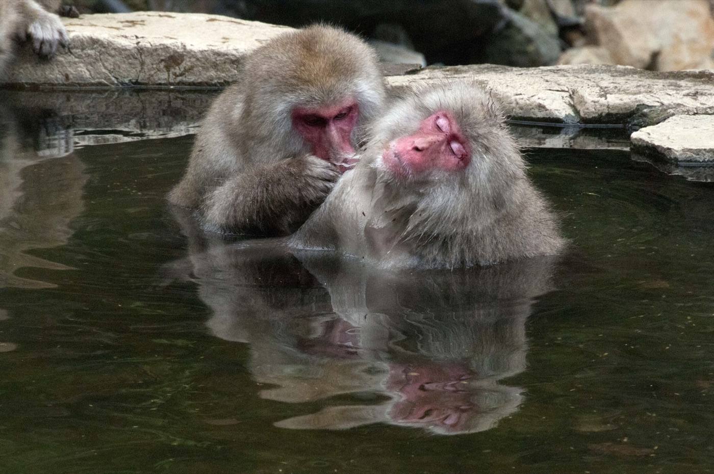 Jigokudani monkeys