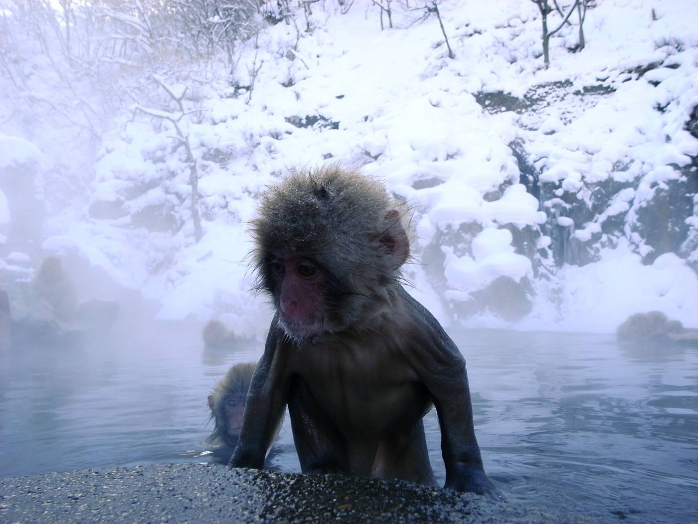 snow monkeys bathing in a hot spring