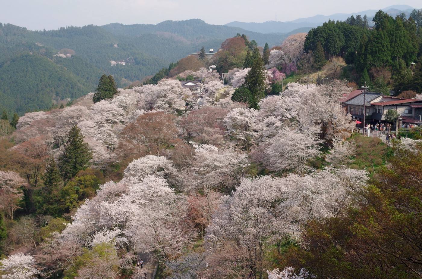 cherry blossom
