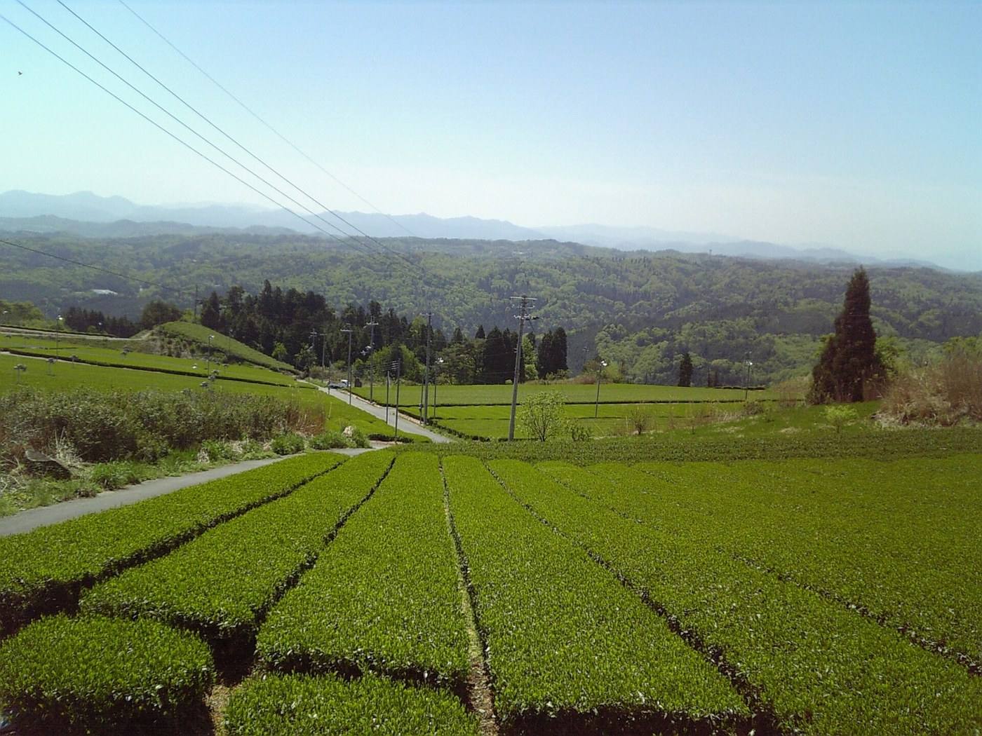 Yamato tea fields