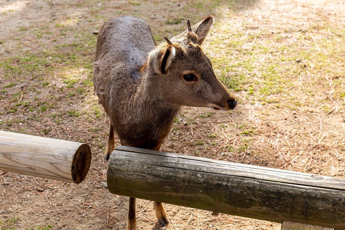 a deer in Nara Park