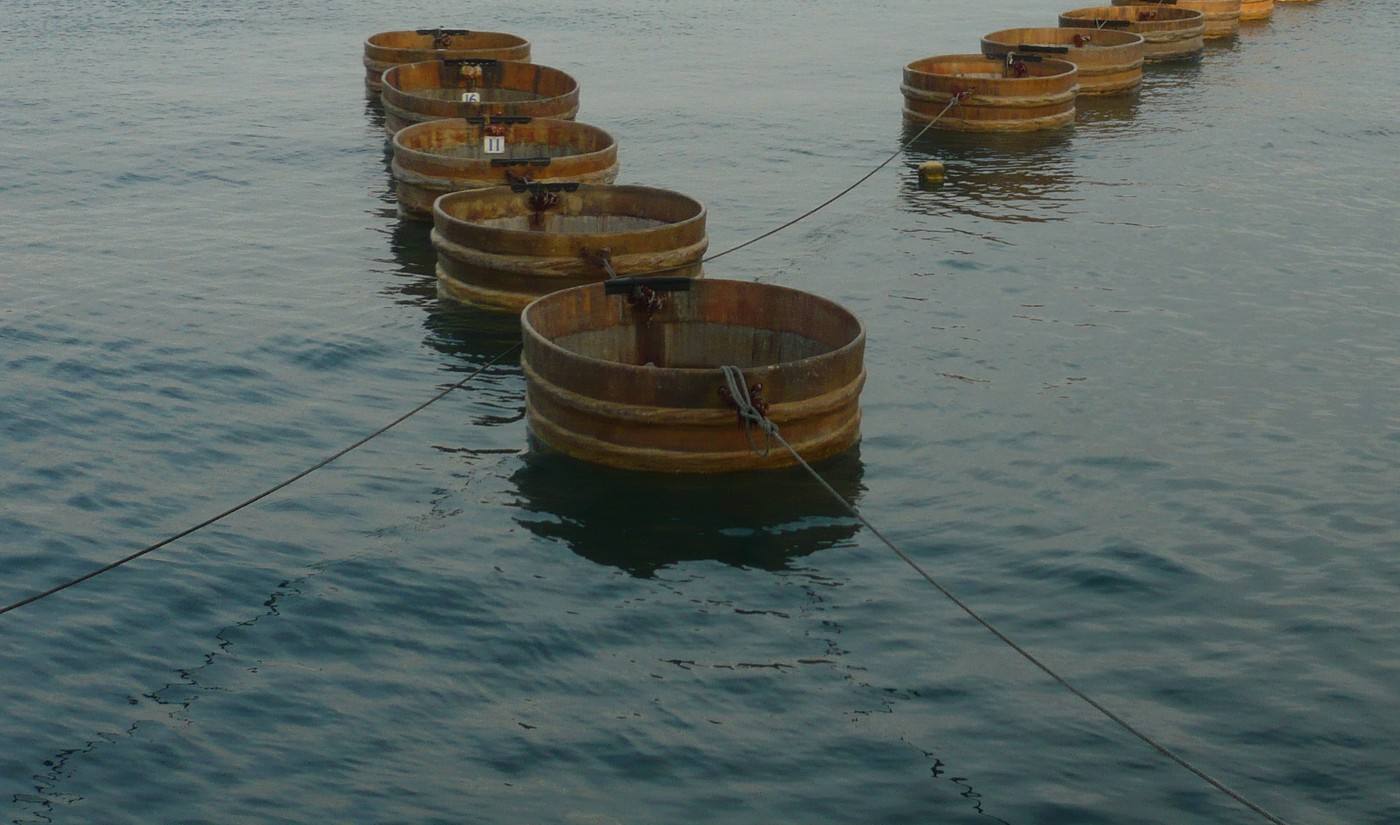 the round tub boats of Ogi harbour on Sado Island