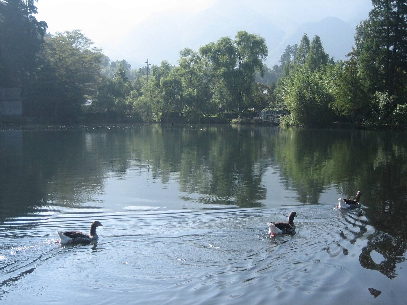 morning mist below Mount Yufu at Yufuin