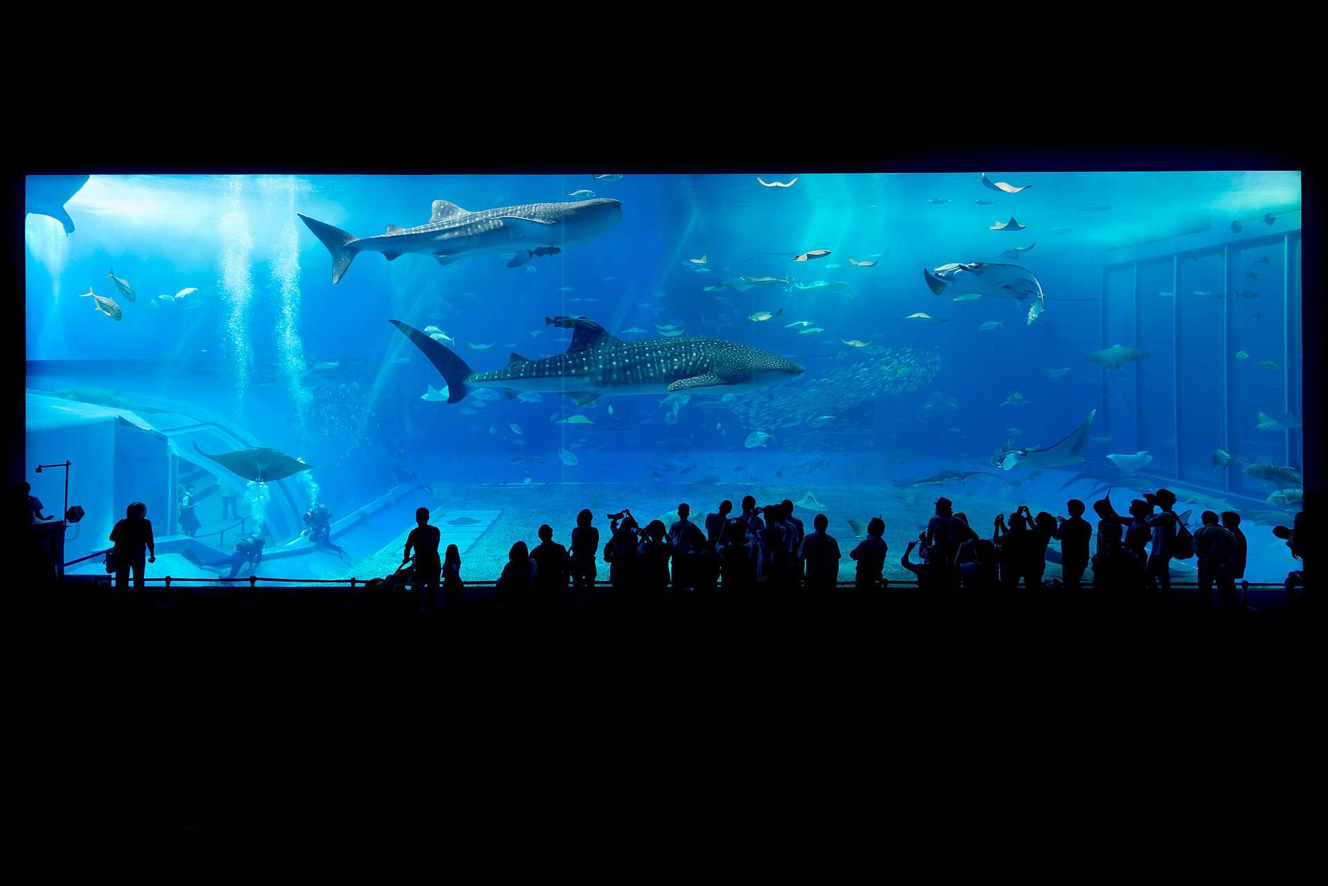 the main tank of an aquarium