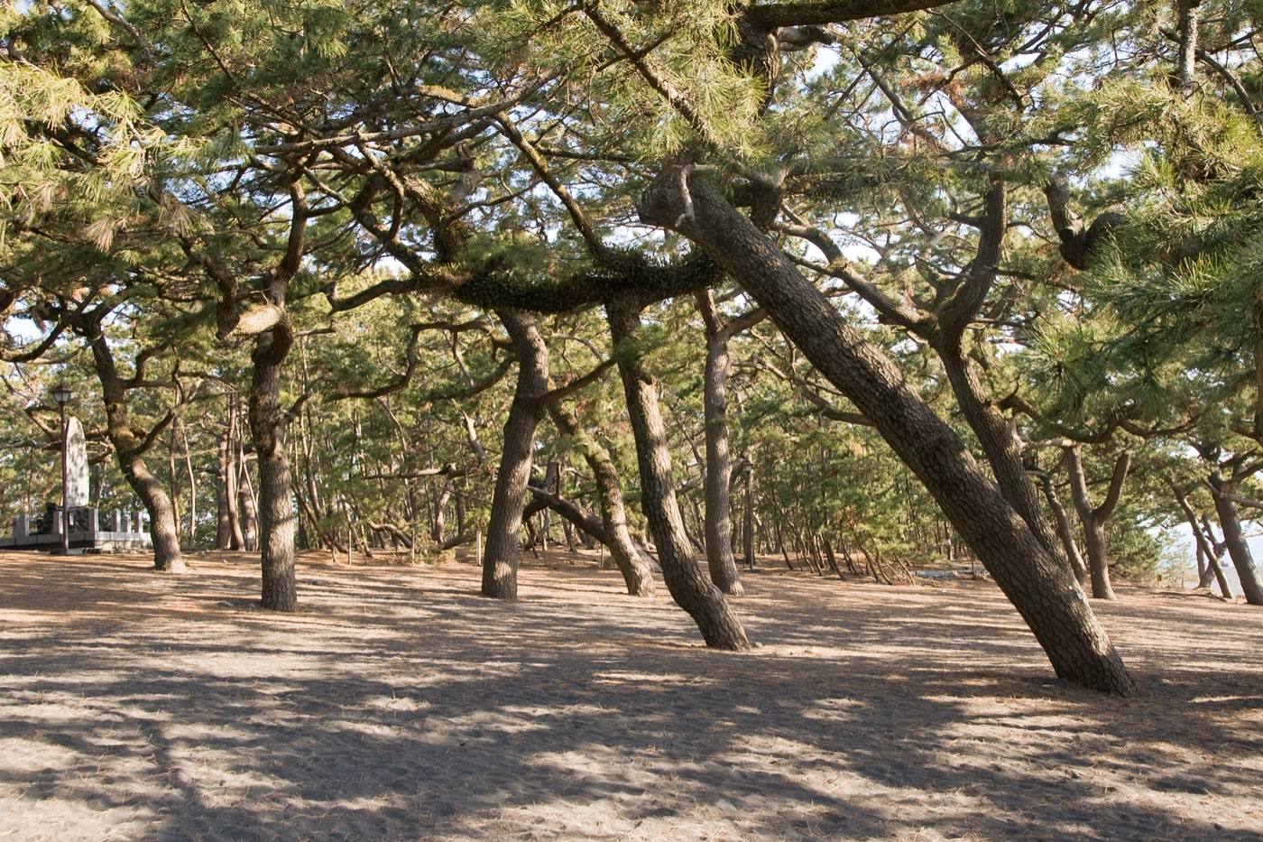 Miho no Matsubara