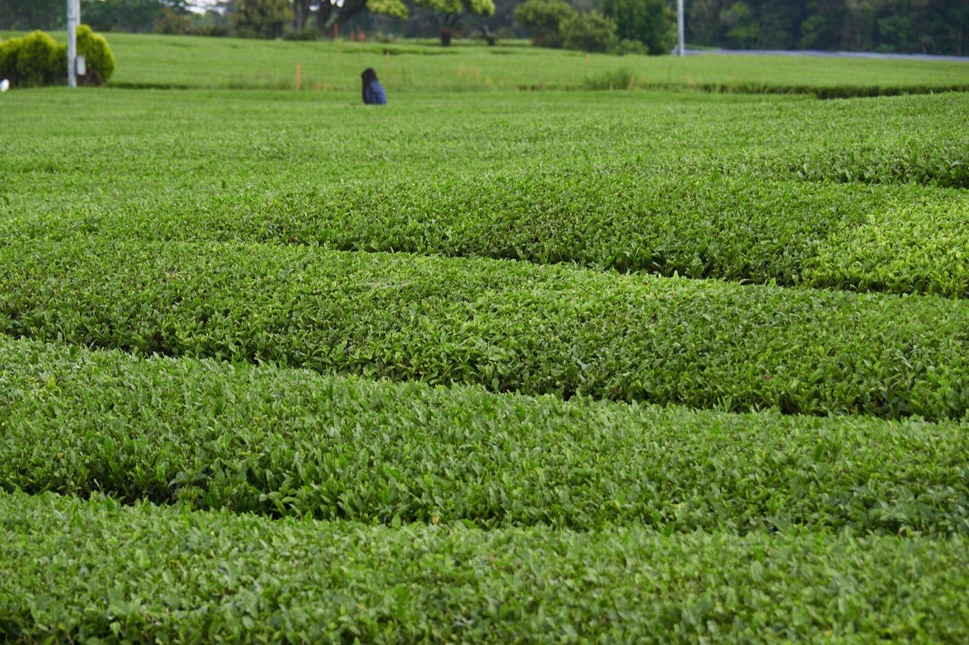 tea fields and a teapot