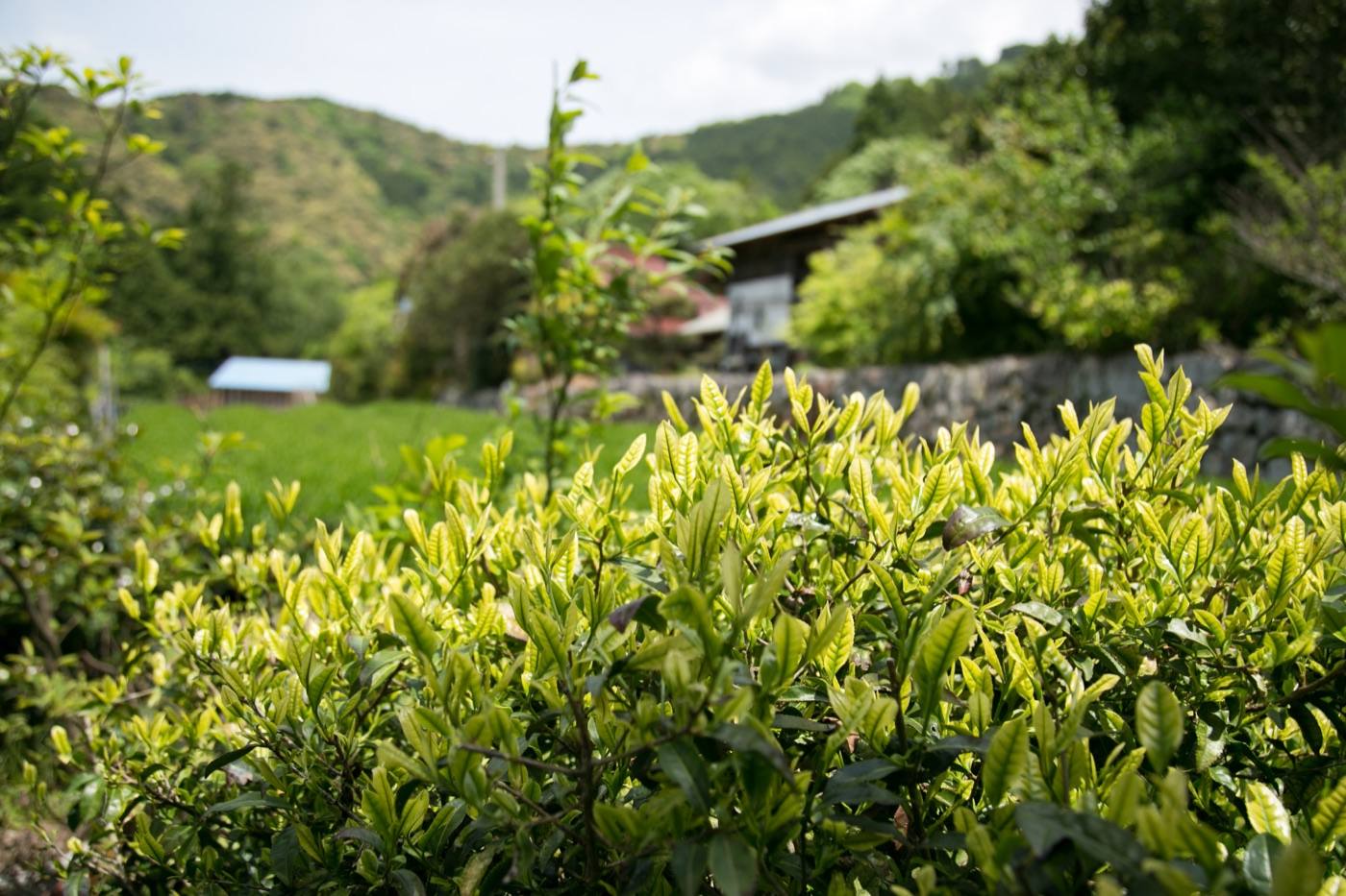 Tea fields