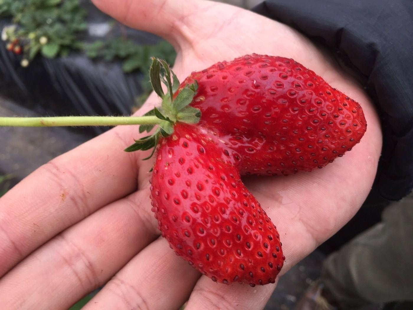 strawberry picking in Tochigi