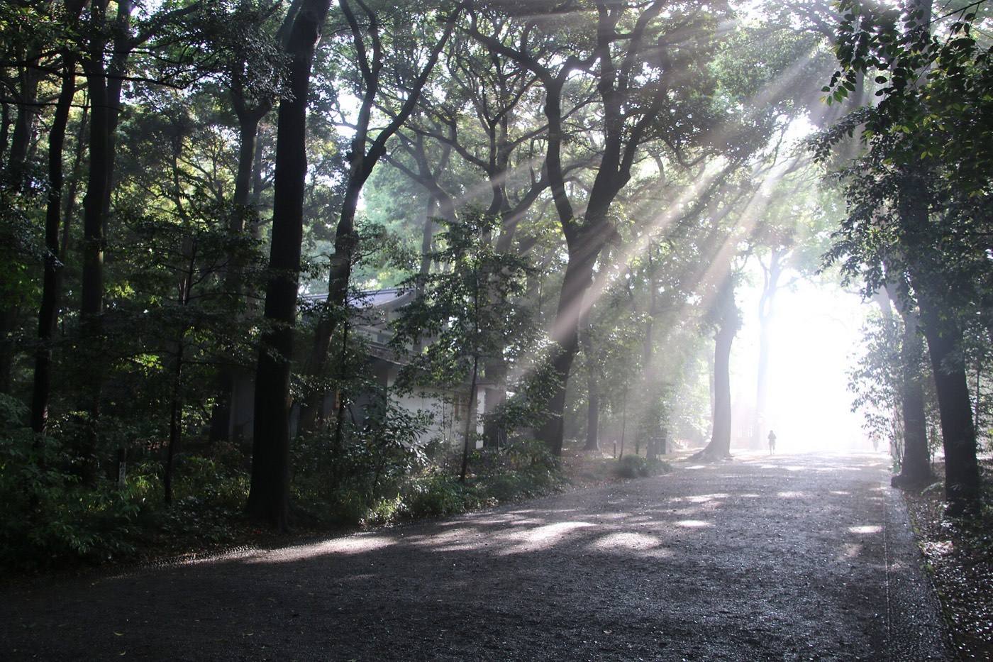 the gate and gravel path at Meiji Shrine