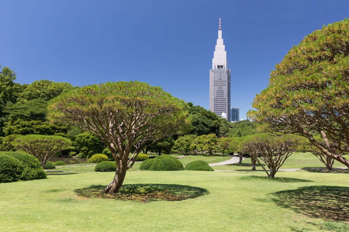 the lawns of Shinjuku Gyoen below the towers