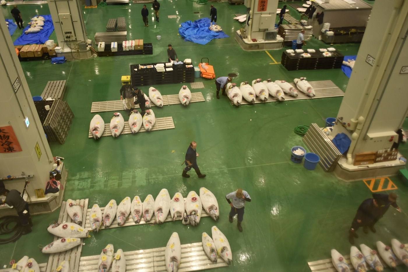 rows of tuna at the Toyosu auction