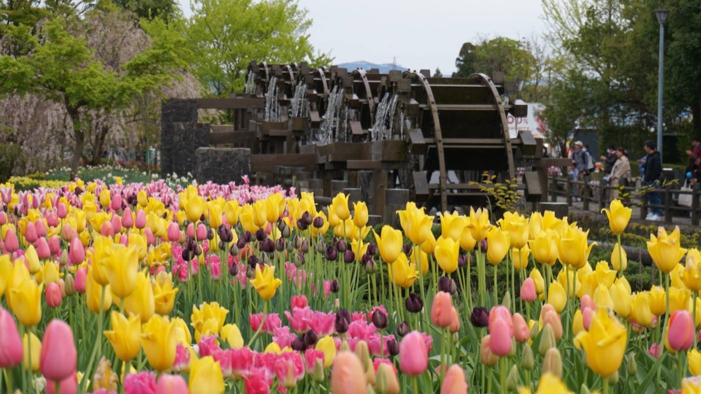 tulip fields at Tonami