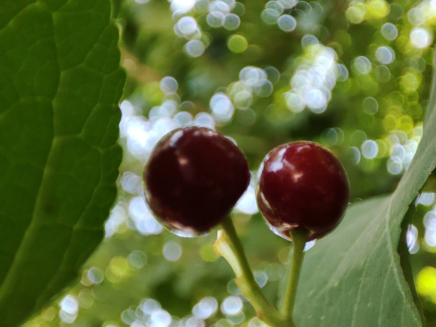 Yamagata cherries
