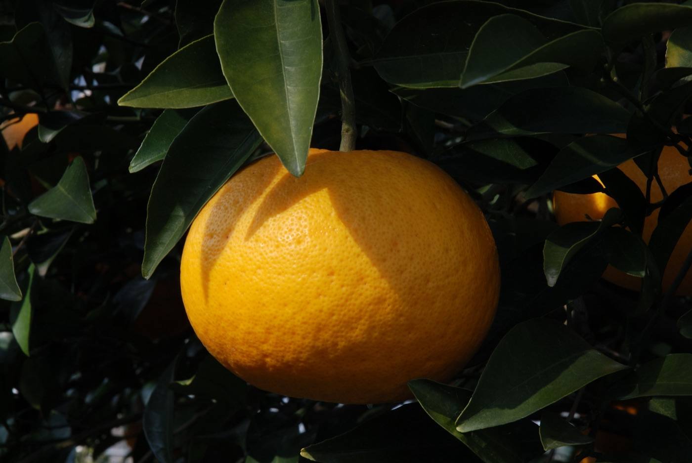 Hagi summer orange sweets